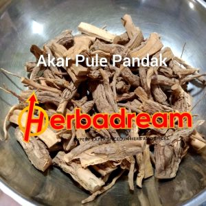 Akar Pule Pandak Simplisia Kering